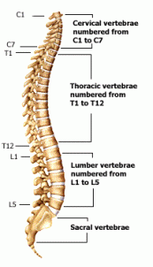 spine_anatomy