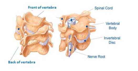 Anatomy of spine